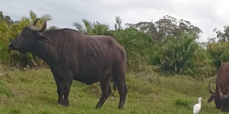 Kragga Kamma Game Park - FAQs