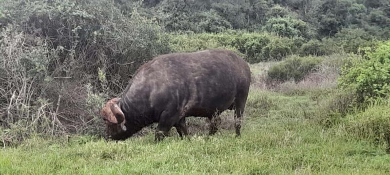 Kragga Kamma Safaris And Shore Excursions - Key Points