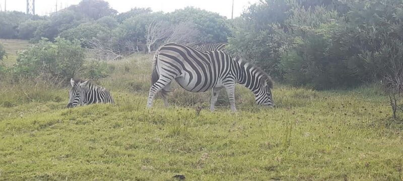 Kragga Kamma Safaris And Shore Excursions - Exploring Kragga Kamma Safaris And Shore Excursions in Detail