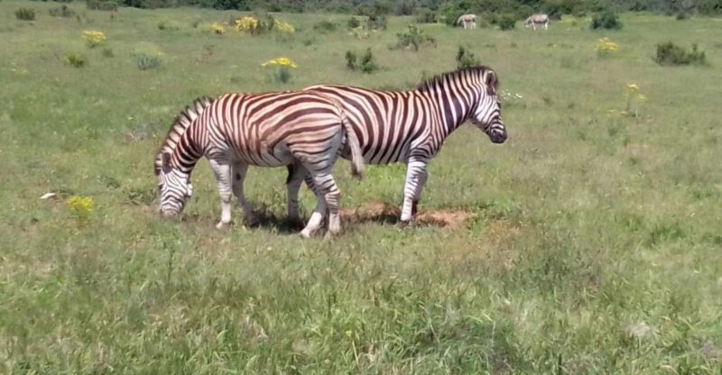 Kragga Kamma Safaris And Shore Excursions - The Sum Up
