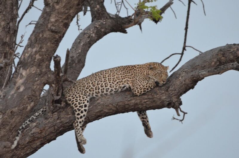 Kruger Morning Game Drive from Marloth Park & Komatipoort - The Heart of the Safari: What to Expect