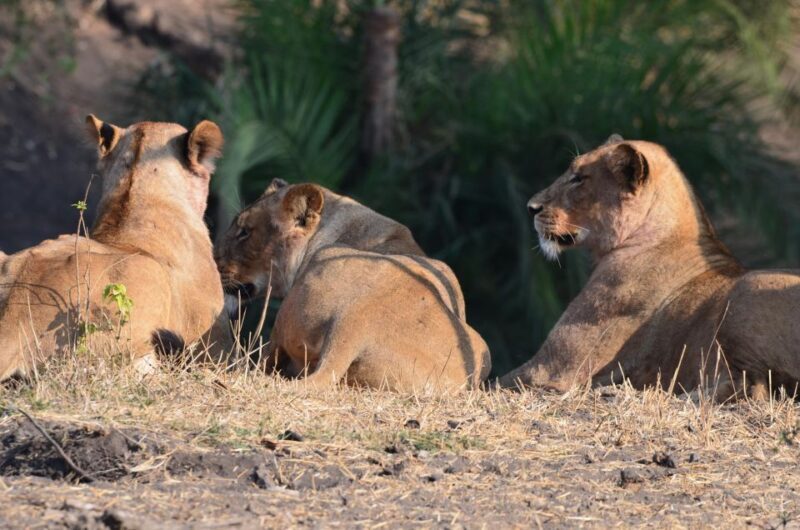 Kruger Morning Game Drive from Marloth Park & Komatipoort - A Closer Look at the Itinerary