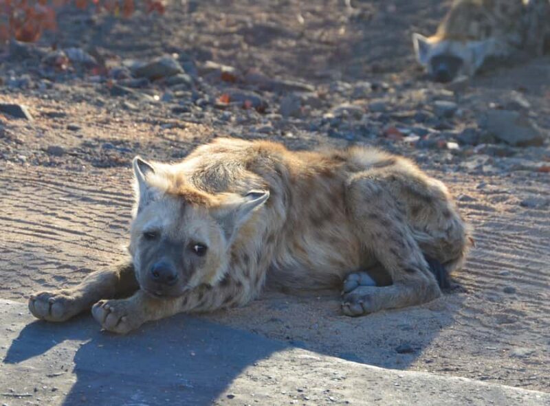 Kruger Morning Game Drive from Marloth Park & Komatipoort - Who Will Love This Tour?