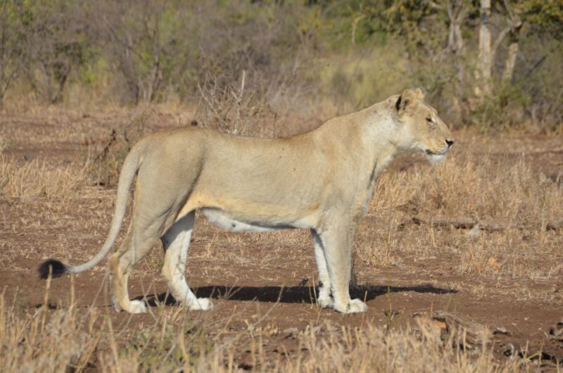 Kruger Morning Game Drive from Marloth Park & Komatipoort - FAQ