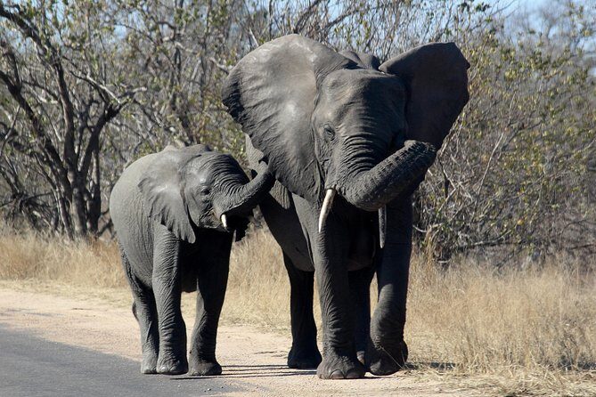 Kruger National Park - 1 Day (Open Vehicle) - Why Consider This Tour? The Reality of a One-Day Safari