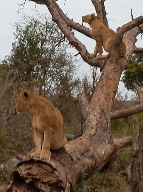 Kruger National Park: 10-Day Northern to Southern Tour - Key Points