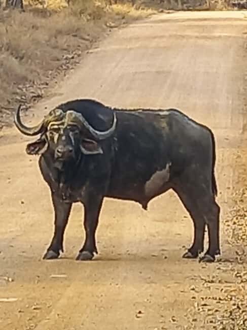 Kruger National Park: 10-Day Northern to Southern Tour - A Deep Dive into the 10-Day Kruger Experience