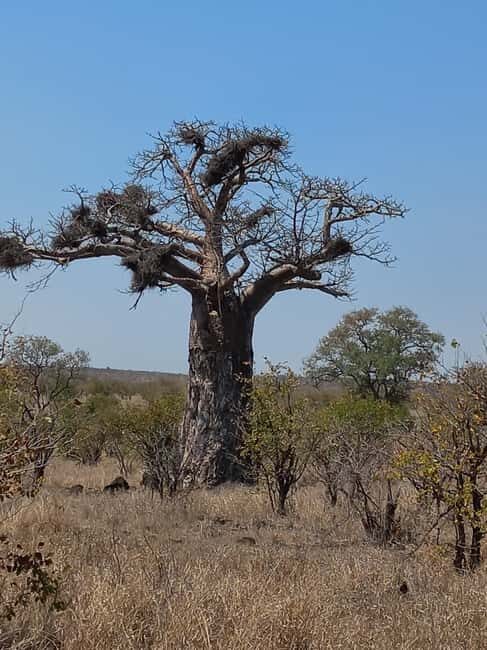 Kruger National Park: 10-Day Northern to Southern Tour - Practical Tips for Travelers