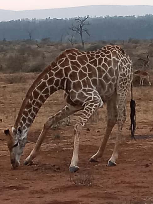 Kruger National Park: 10-Day Northern to Southern Tour - The Sum Up