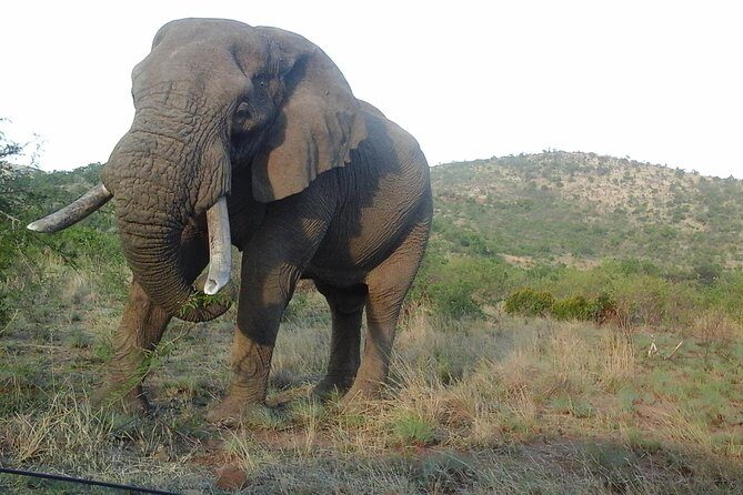 Kruger National Park 2 Days 1 Night Magical Safari from Johannesburg Private - The Experience: What You Can Expect