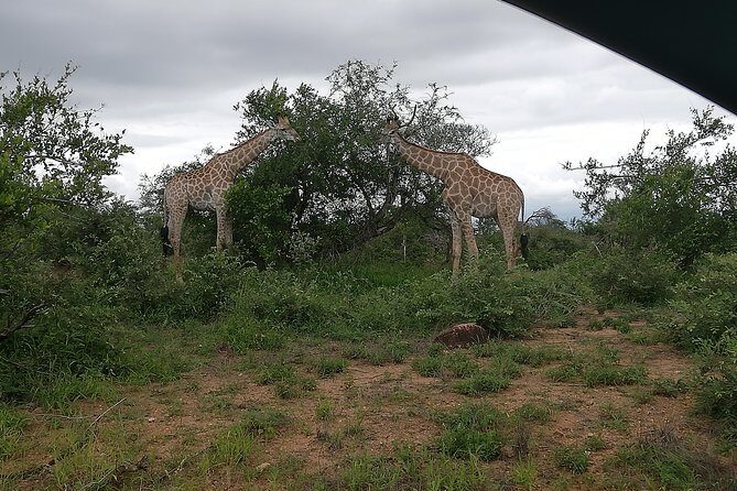 Kruger National Park 2 Days 1 Night Magical Safari from Johannesburg Private - Final Thoughts: Who Is This Tour Best For?