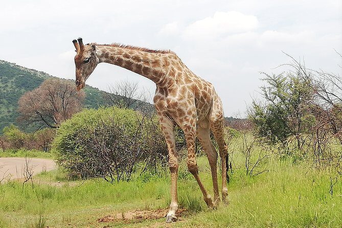 Kruger National Park 2 Days 1 Night Magical Safari from Johannesburg Private - FAQs