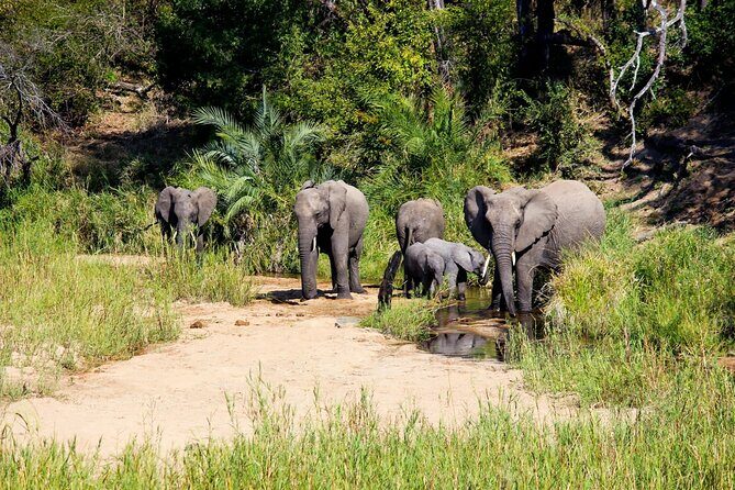 Kruger National Park. 2 Days Best Ever Safari from Cape Town - The Value of This Experience