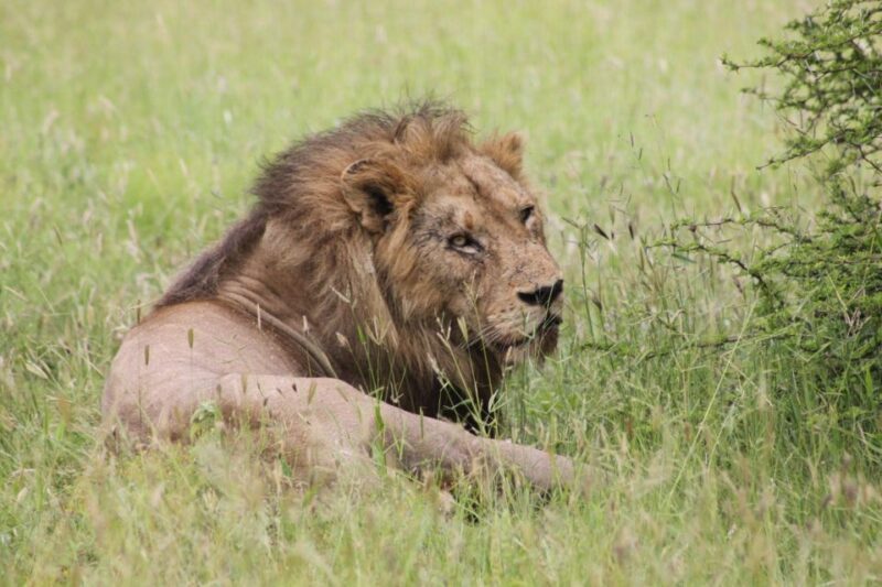 Kruger National Park: 3 Day Safari Tour - An In-Depth Look at the 3-Day Safari Experience