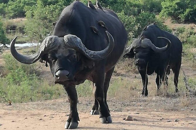 Kruger National Park. 3 Days Best Ever Safari from Cape Town - Frequently Asked Questions
