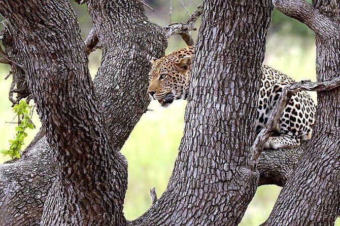 Kruger National Park. 3 Days Best Ever Safari from Cape Town - Final Thoughts