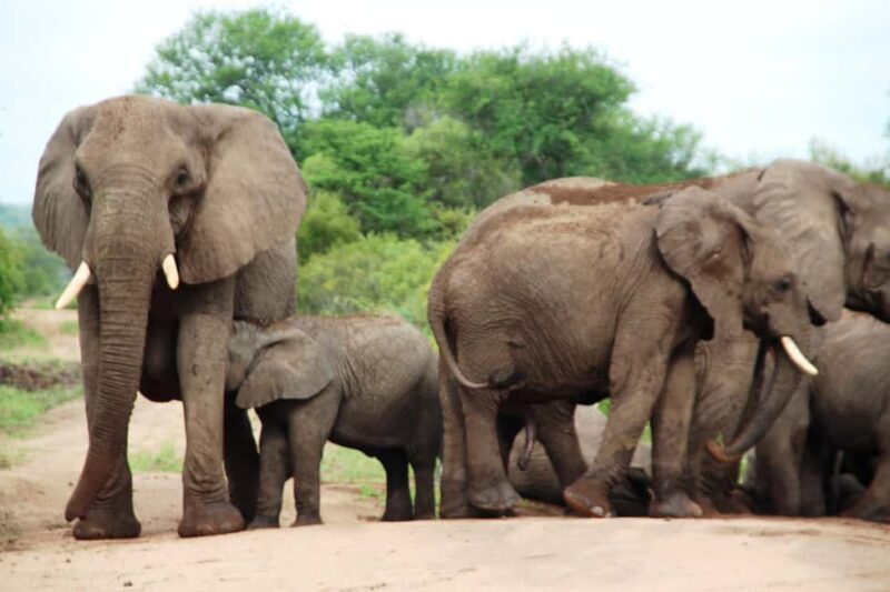 Kruger National Park: 4-Day Encounter the Kruger Park Safari - Who Will Love This Safari?