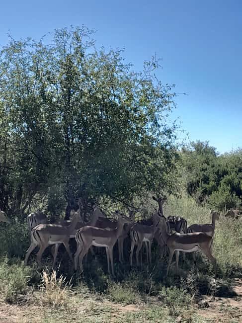Kruger National Park: 4-Day Ultimate Safari Tour - Key Points