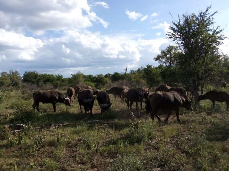 Kruger National Park: 4-Day Ultimate Safari Tour - Days 2 and 3: Game Drives and Wildlife Encounters