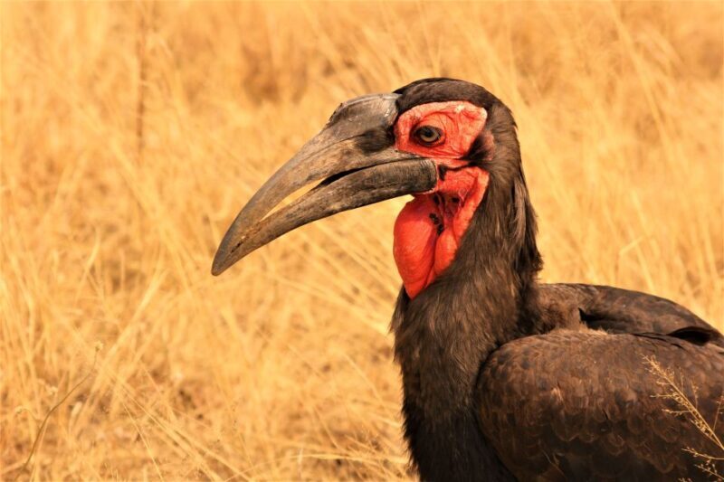 Kruger National Park Afternoon Safari - Introducing the Kruger National Park Afternoon Safari