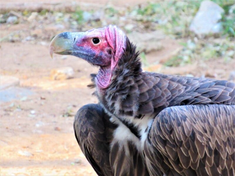 Kruger National Park Afternoon Safari - The Sum Up