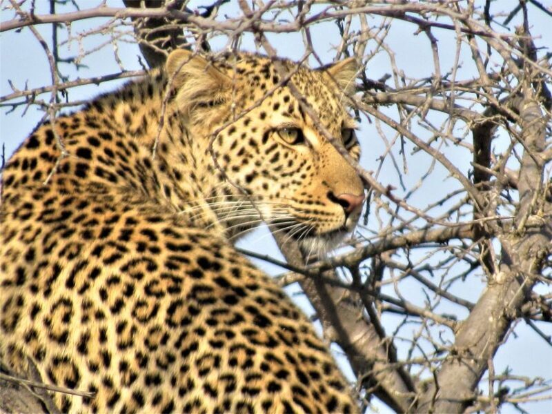 Kruger National Park Afternoon Safari - FAQs