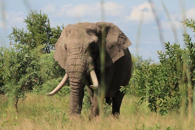 Kruger National Park Afternoon Sunset Safari Tour - The Sum Up