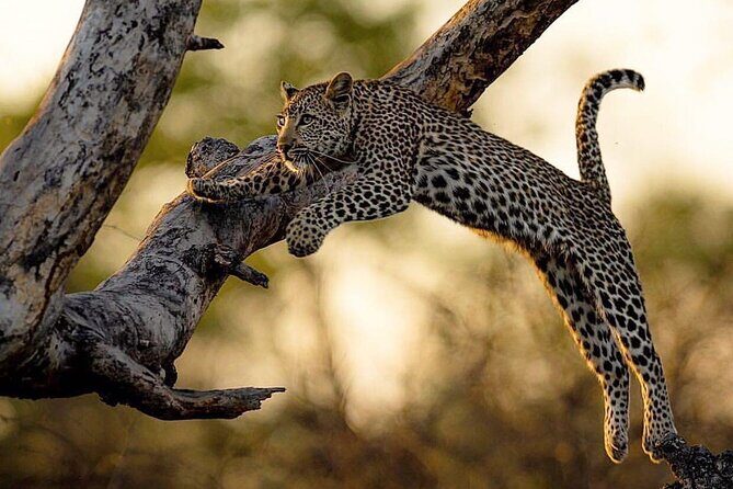Kruger National Park Best Tour - An Introduction to the Kruger National Park Best Tour