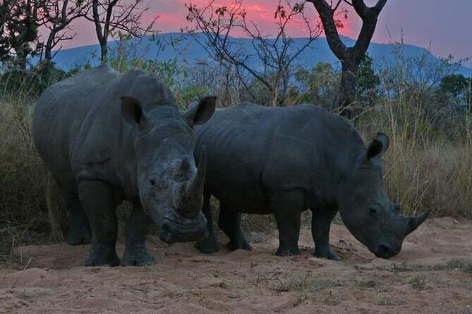 Kruger National Park Best Tour - Authenticity and Value: What You Really Get