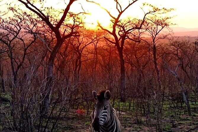 Kruger National Park Best Tour - Who Will Love This Tour?
