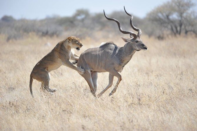 Kruger National Park Best Tour - The Sum Up: Is the Kruger National Park Best Tour Worth It?