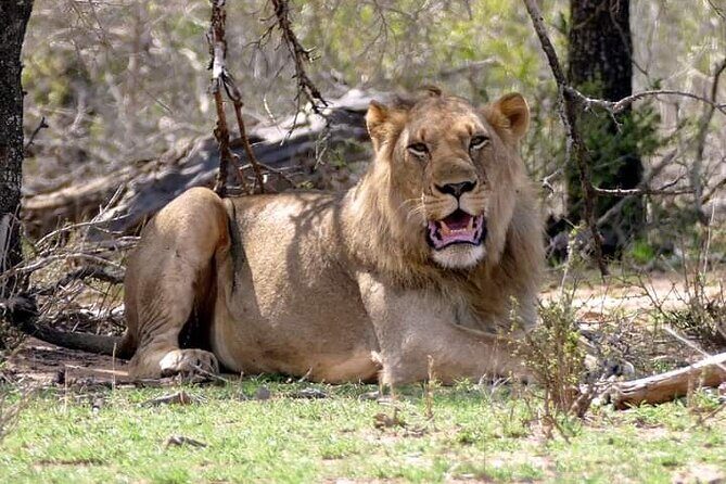 Kruger National Park Best Tour - FAQ