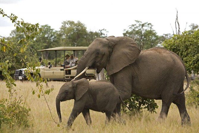 Kruger National Park Full Day Big 5 Safari Tour From Hazyview - What Travelers Say