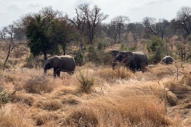 Kruger National Park Full Day Big 5 Safari Tour From Hazyview - How to Make the Most of It