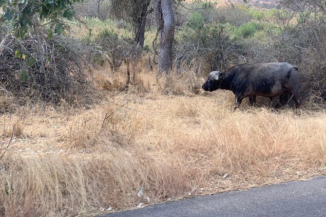 Kruger National Park Full Day Big 5 Safari Tour From Hazyview - The Sum Up