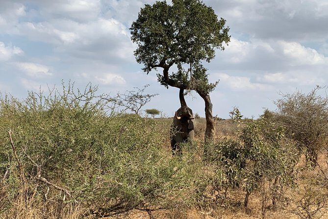 Kruger National Park Full Day Big 5 Safari Tour From Hazyview - FAQs
