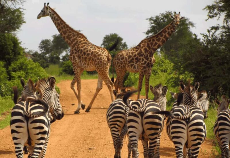 Kruger National Park Full-Day Game Drive - An In-Depth Look at the Kruger and Panorama Route Experience