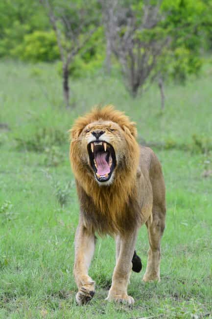 Kruger National Park Full-Day Game Drive - The Transport and Group Size