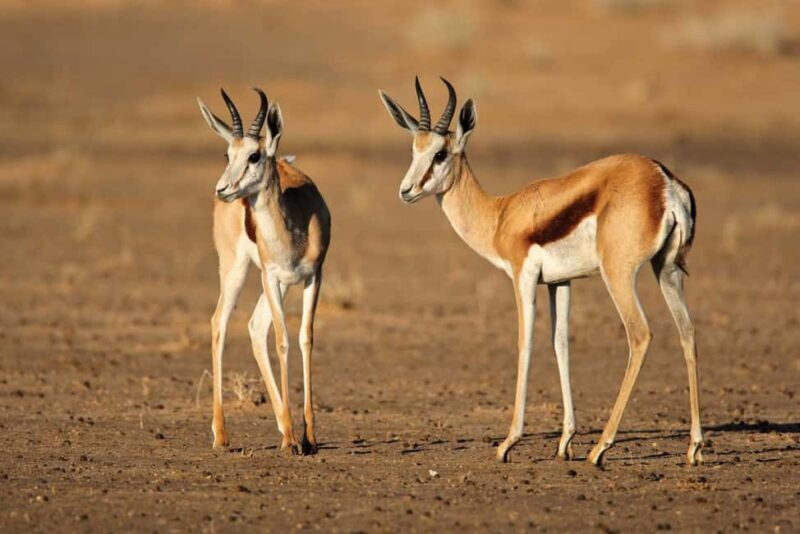 Kruger National Park Full-Day Game Drive - Why This Tour Offers Great Value