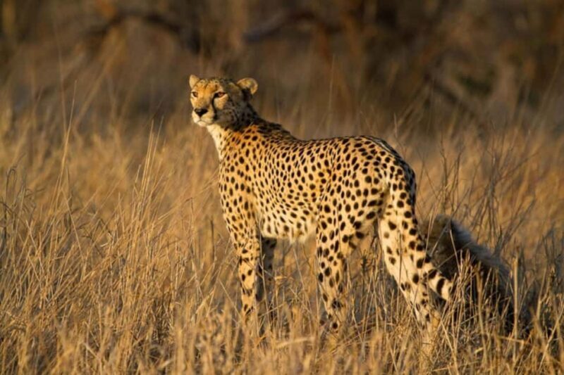 Kruger National Park Full-Day Game Drive - Final Thoughts