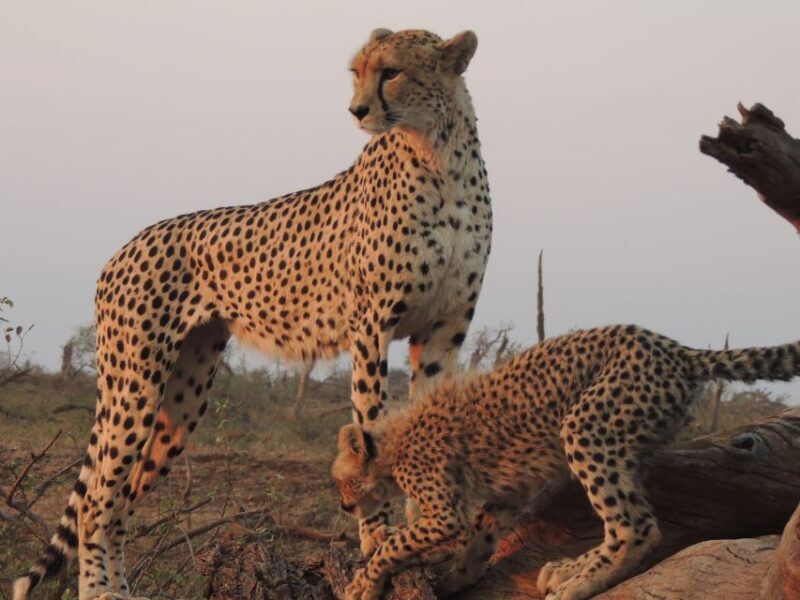 Kruger National Park: Full-Day Game Drive with Pickup - Key Points