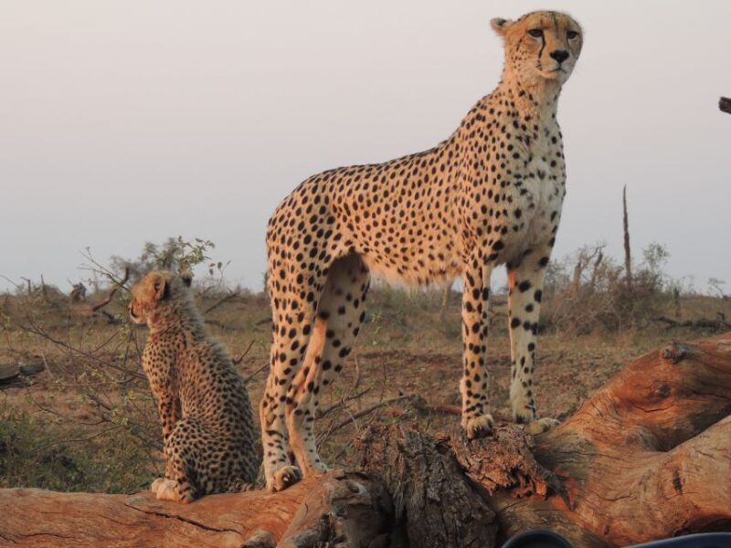 Kruger National Park: Full-Day Game Drive with Pickup - An In-Depth Look at What’s on Offer