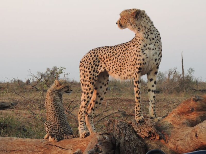 Kruger National Park: Full-Day Game Drive with Pickup - What to Keep in Mind