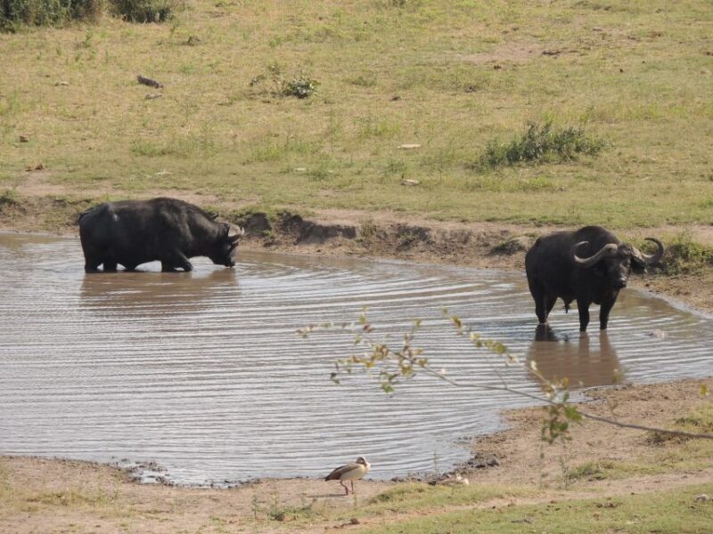 Kruger National Park: Full-Day Game Drive with Pickup - The Sum Up: Is This Tour Right for You?