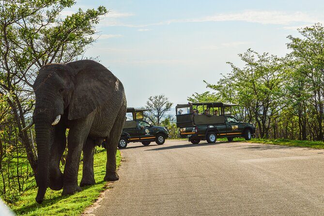 Kruger National Park Full Day Private safari - An In-Depth Look at the Experience