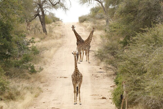 Kruger National Park Full Day Private safari - Final Words