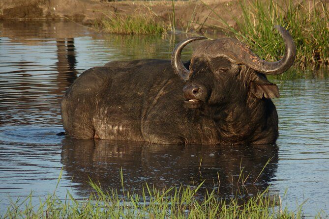 Kruger National Park Full-Day Safari from Hazyview - What Sets This Tour Apart