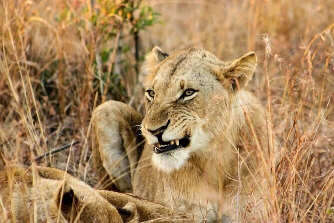 Kruger National Park Full-Day Safari from Hazyview - Final Thoughts