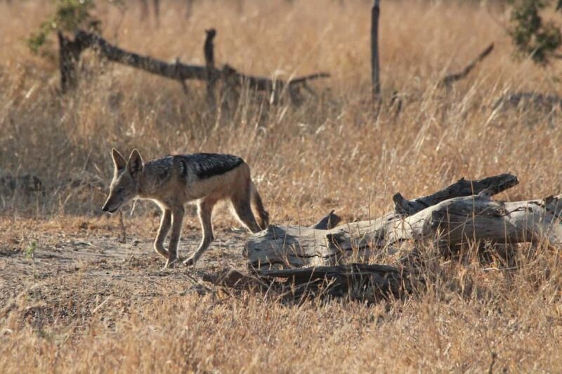 Kruger National Park Full-Day Safari - Key Points