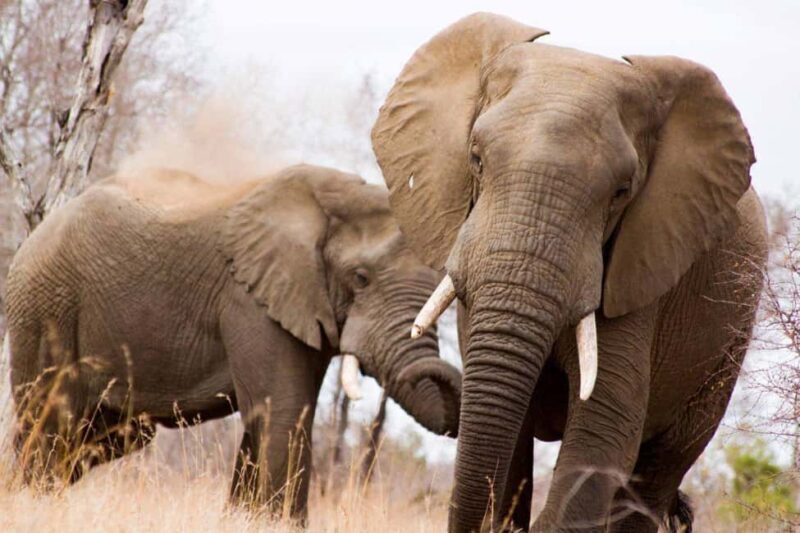Kruger National Park Full-Day Safari - What to Expect: The Essence of an African Safari
